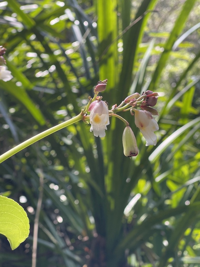 Impatiens mirabilis photo 7