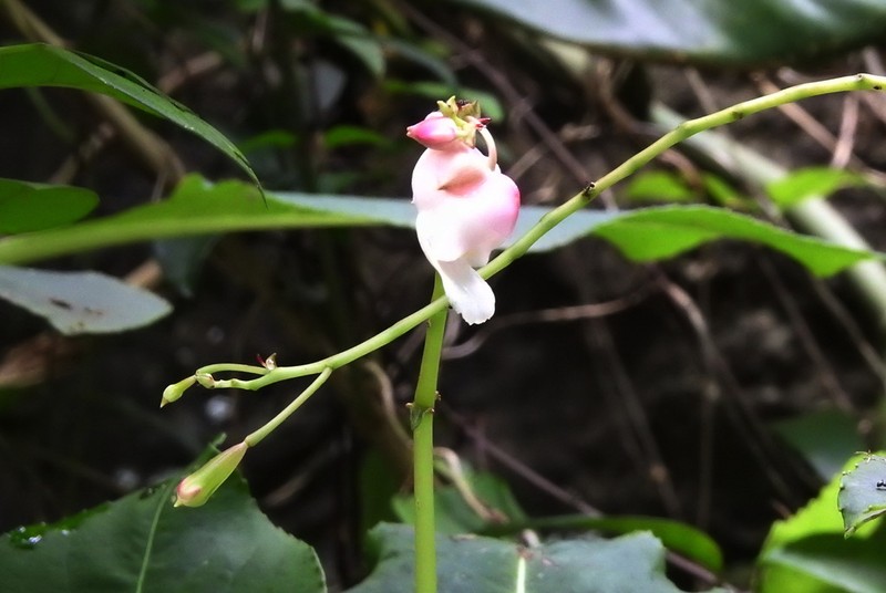 Impatiens mirabilis photo 8