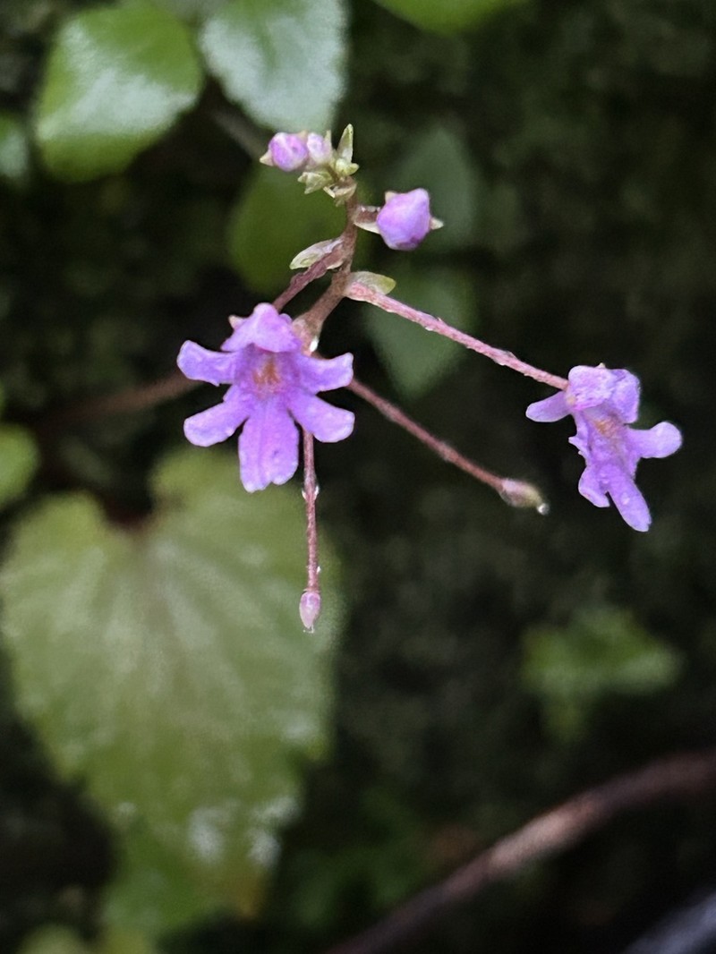 Impatiens modesta photo 2