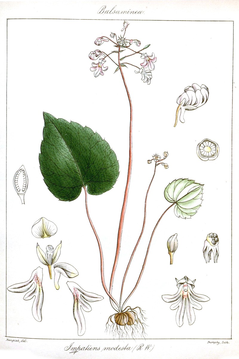 Impatiens modesta