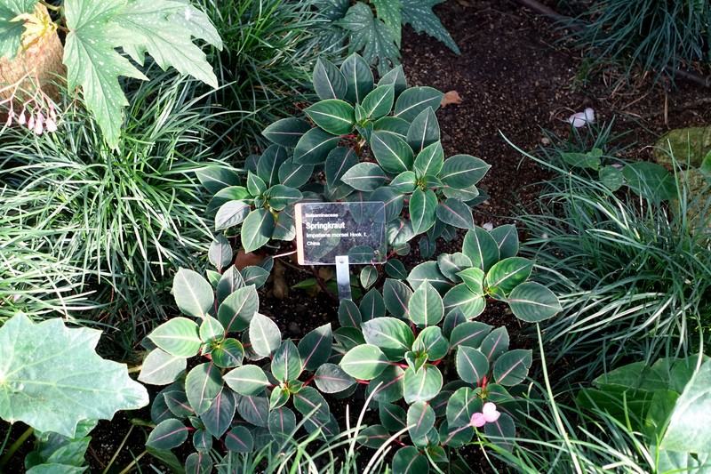 Impatiens morsei