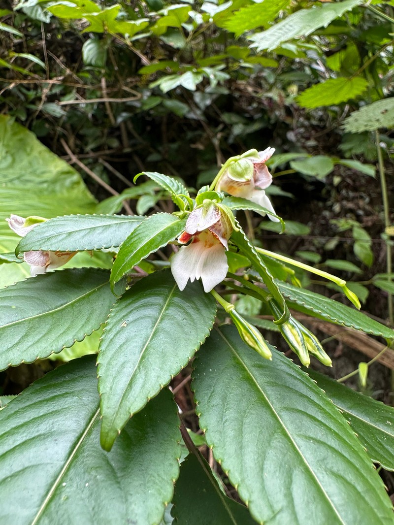 Impatiens morsei photo 2