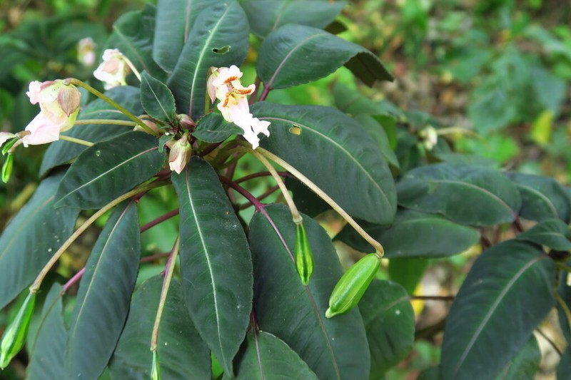 Impatiens morsei photo 3