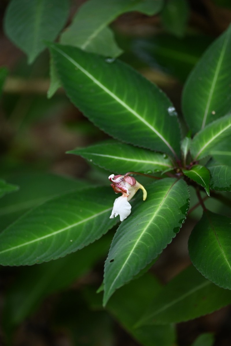 Impatiens morsei photo 4