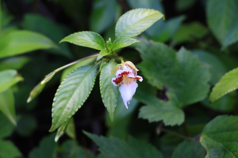 Impatiens morsei photo 5