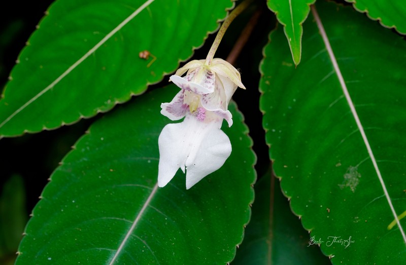 Impatiens morsei photo 6