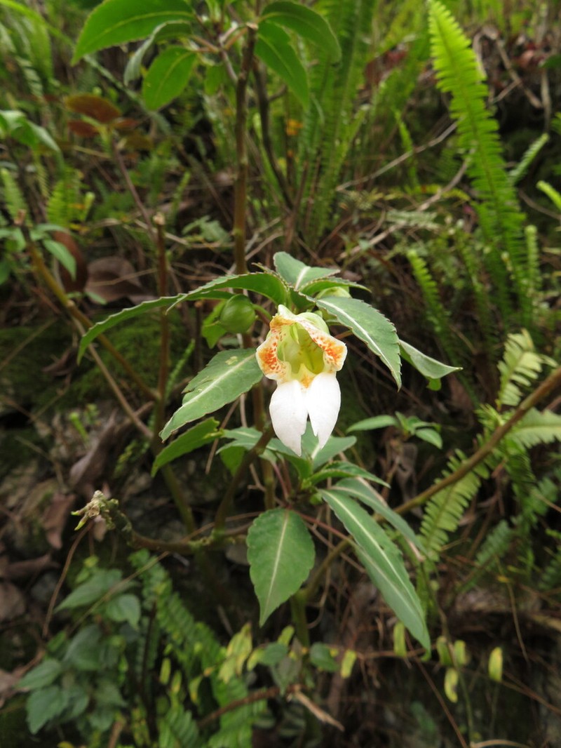 Impatiens morsei photo 7