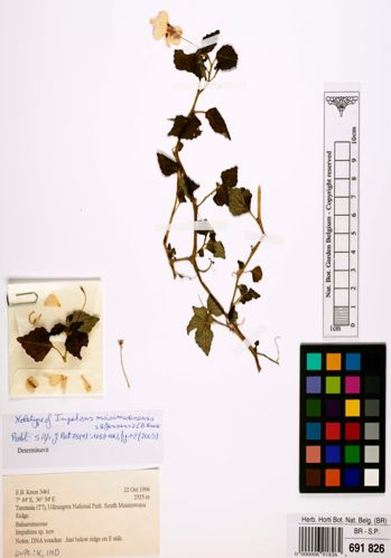 Impatiens msisimwanensis