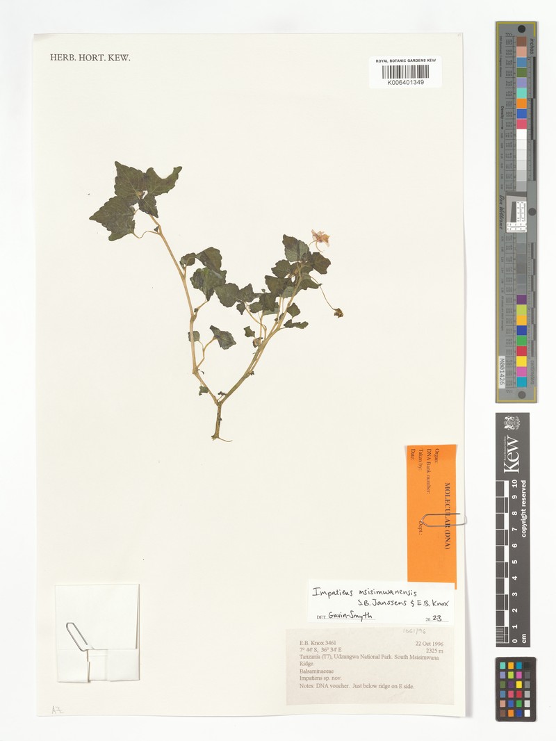 Impatiens msisimwanensis photo 2