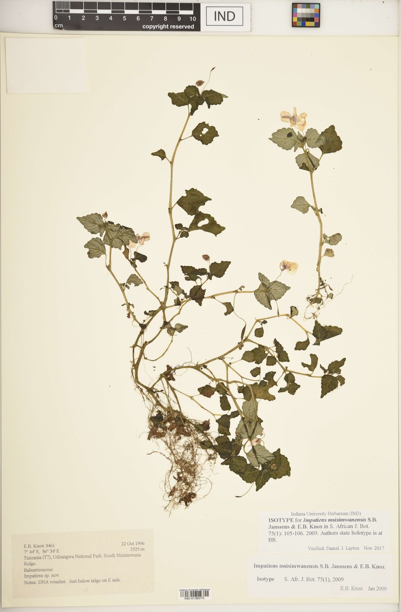 Impatiens msisimwanensis photo 3