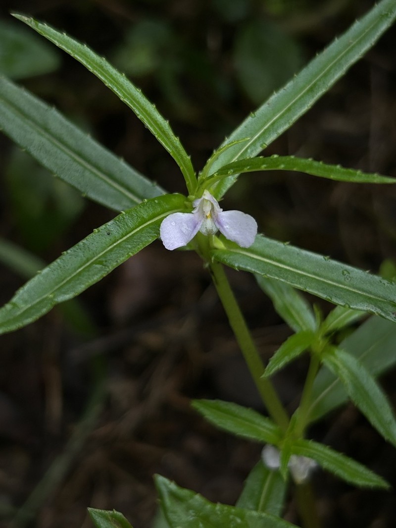 Impatiens munnarensis