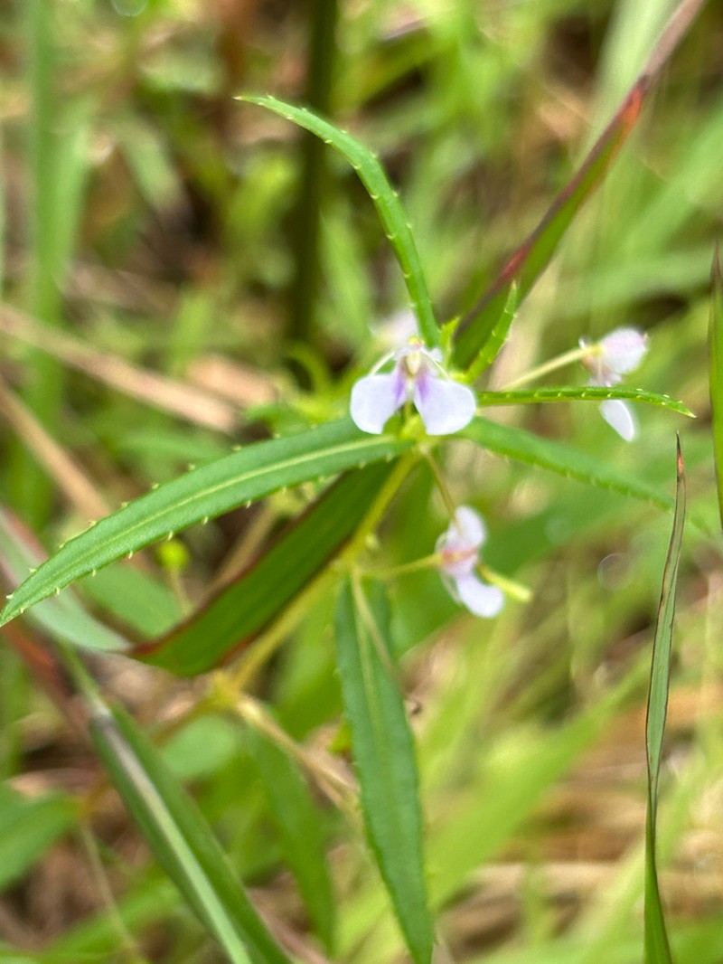 Impatiens munnarensis photo 2