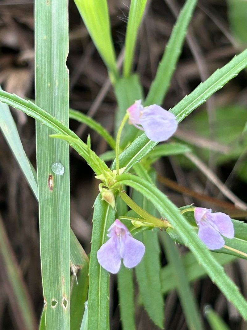 Impatiens munnarensis photo 3