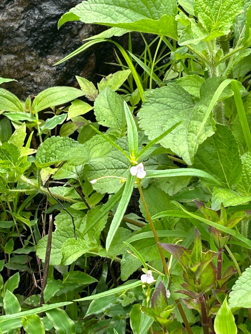 Impatiens munnarensis photo 4