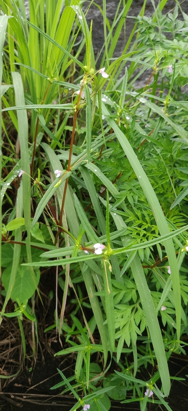 Impatiens munnarensis photo 5
