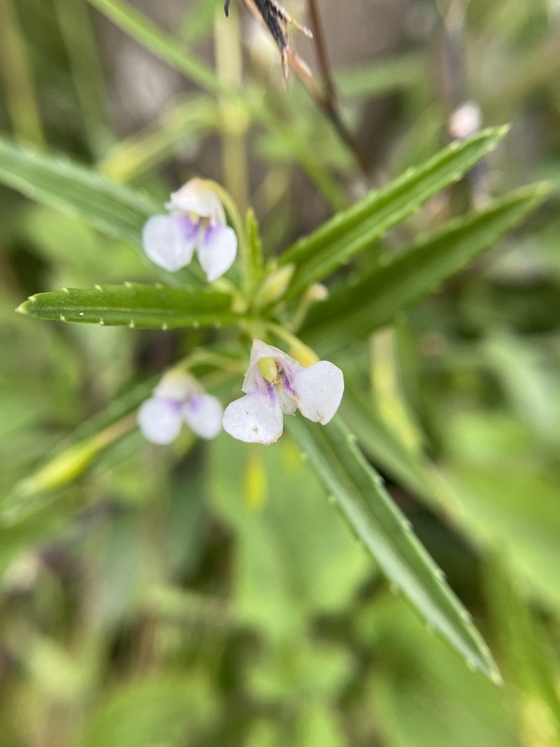 Impatiens munnarensis photo 6