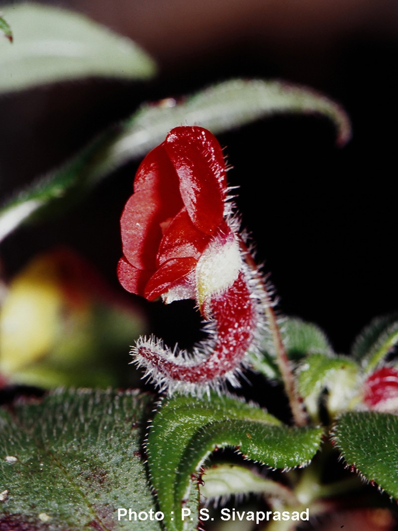 Impatiens munronii photo 2