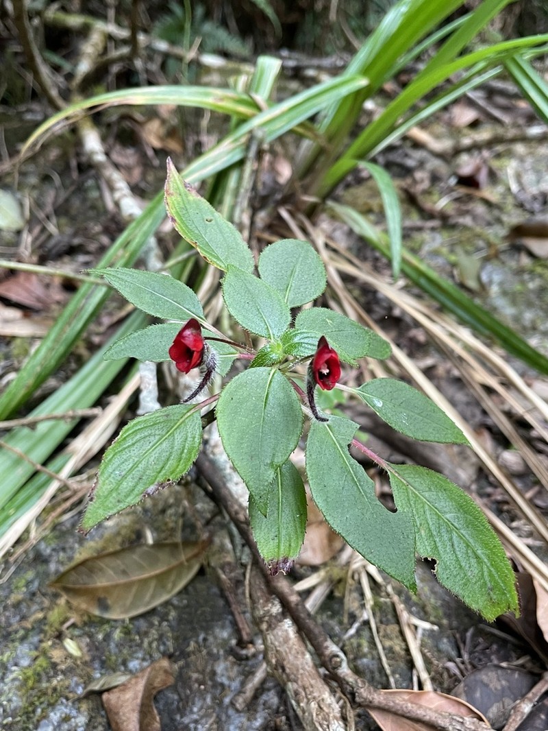 Impatiens munronii photo 3