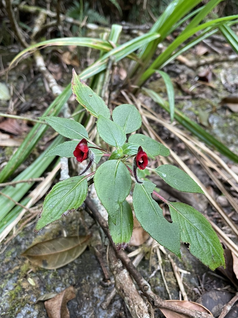 Impatiens munronii photo 4