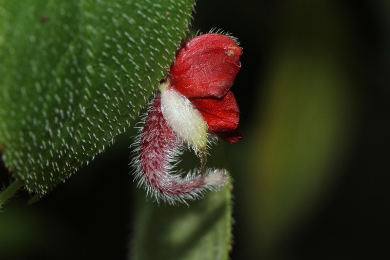 Impatiens munronii