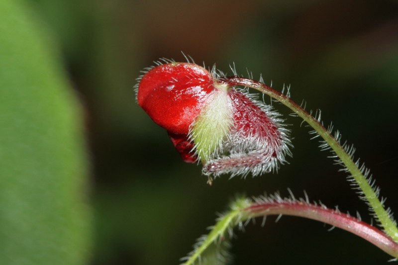 Impatiens munronii photo 6