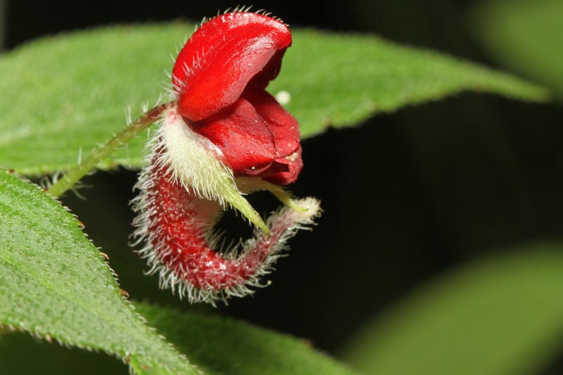 Impatiens munronii photo 7