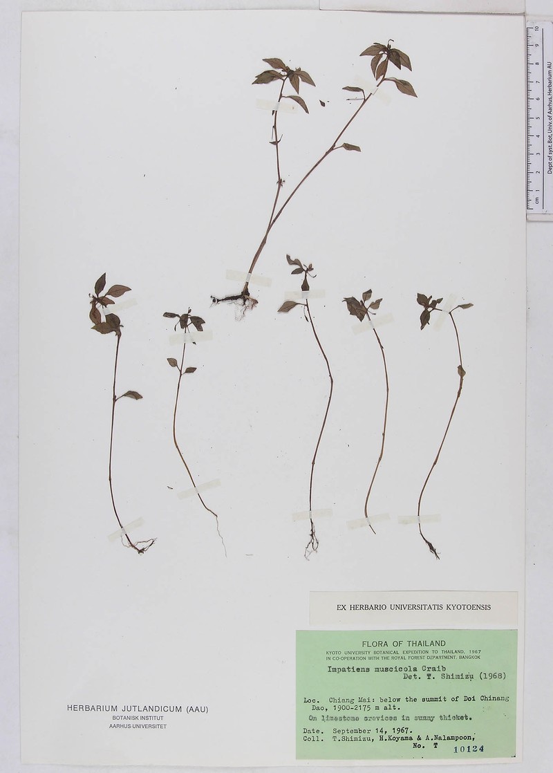 Impatiens muscicola