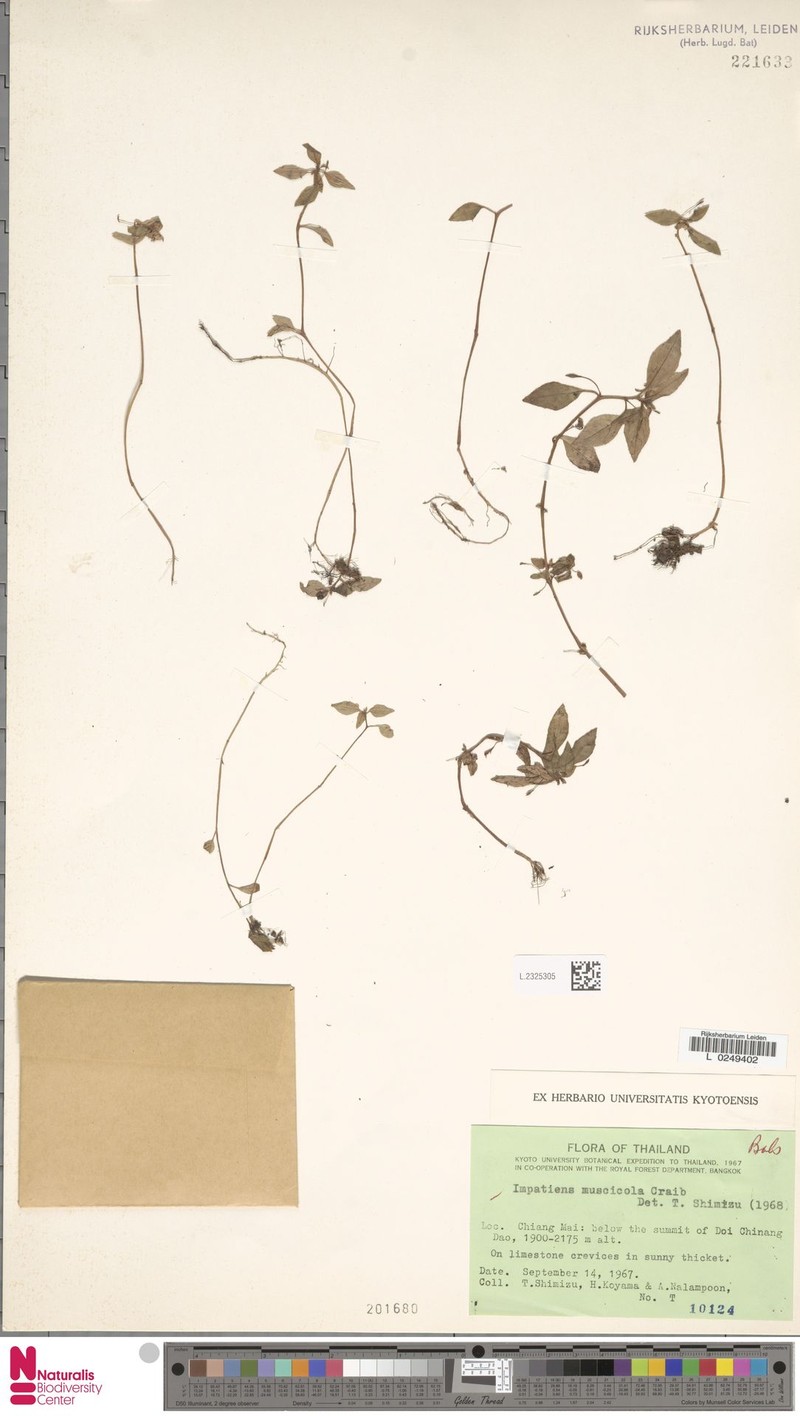 Impatiens muscicola photo 2