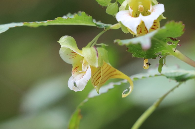 Impatiens mussotii