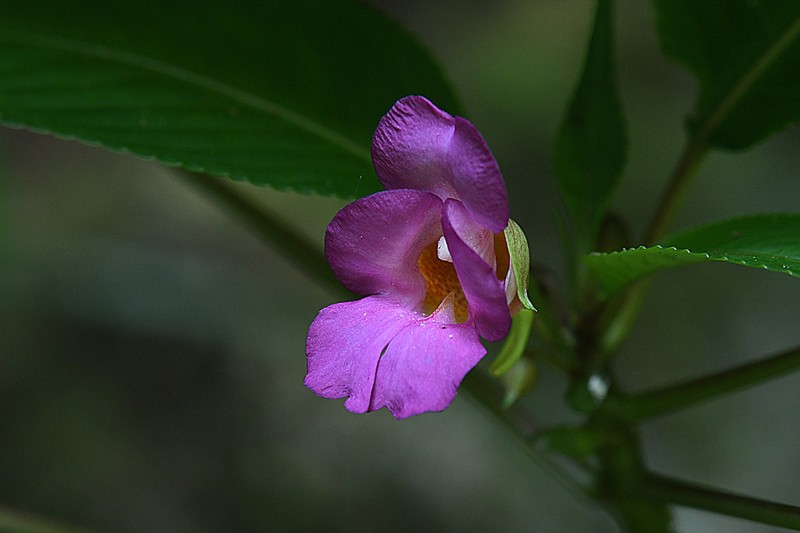 Impatiens nakhonsiensis
