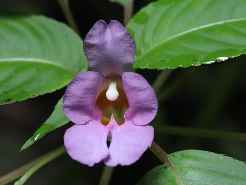 Impatiens nakhonsiensis photo 2