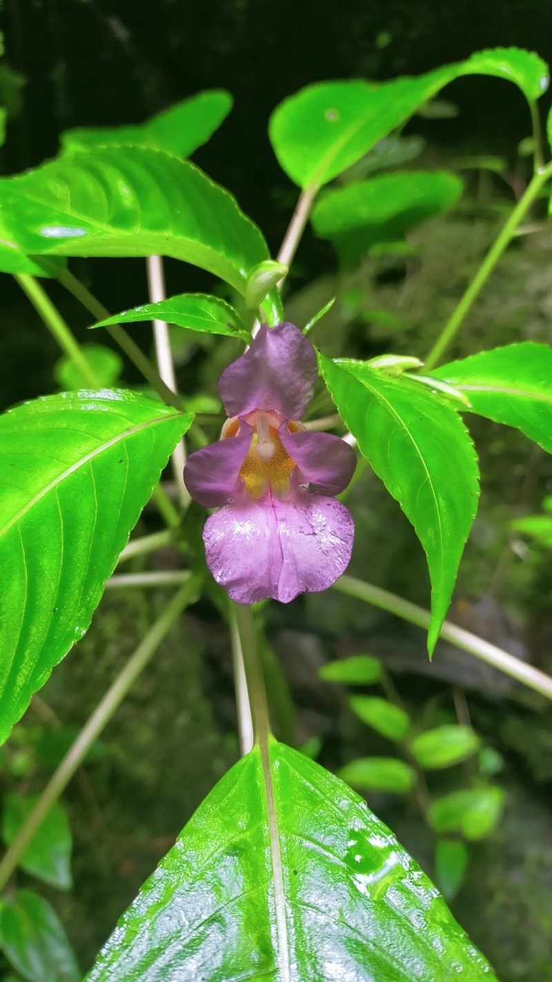 Impatiens nakhonsiensis photo 3