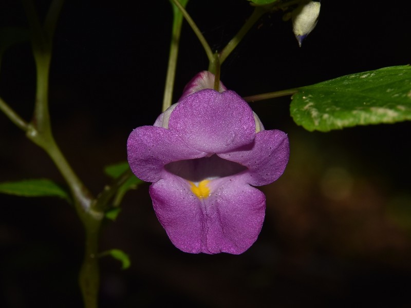 Impatiens nalampoonii photo 3