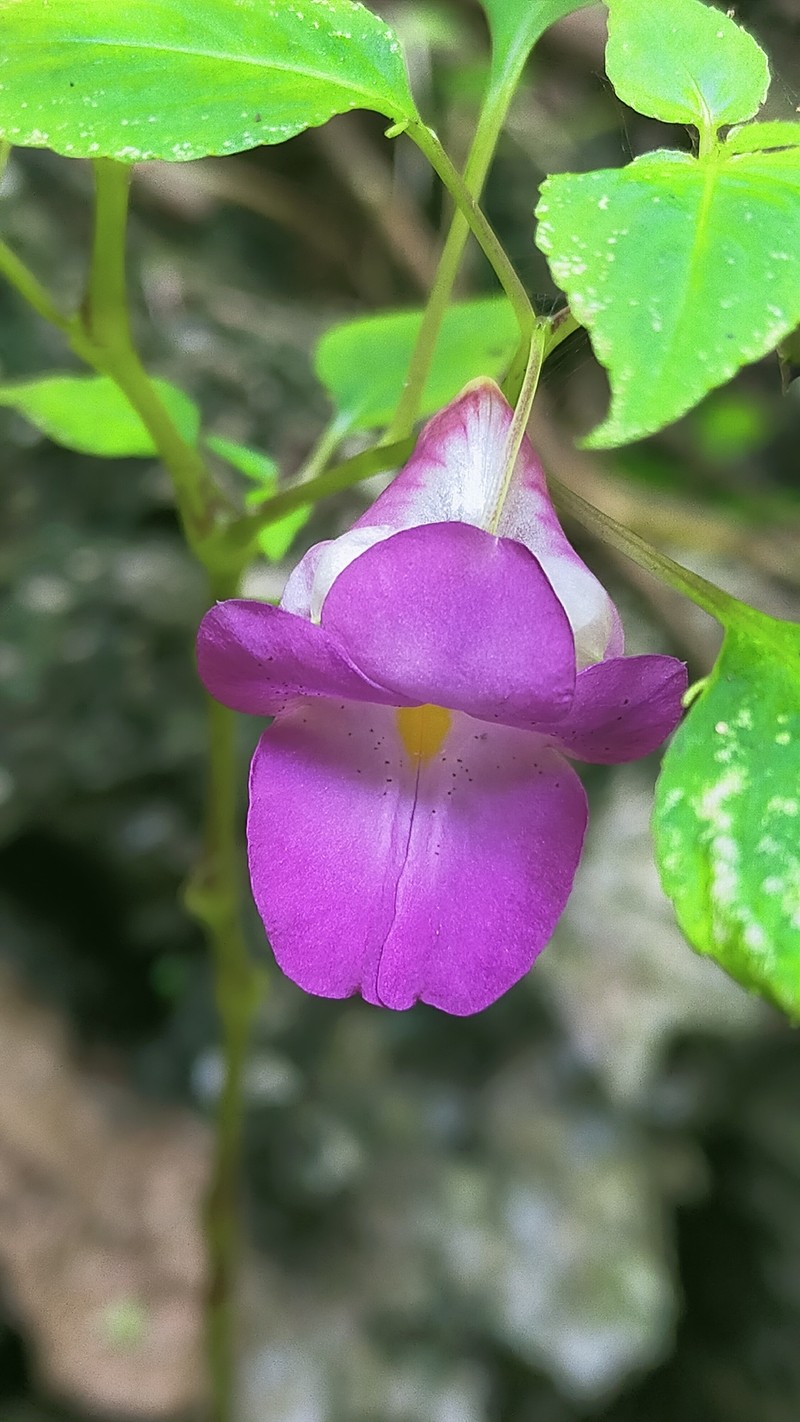 Impatiens nalampoonii photo 4