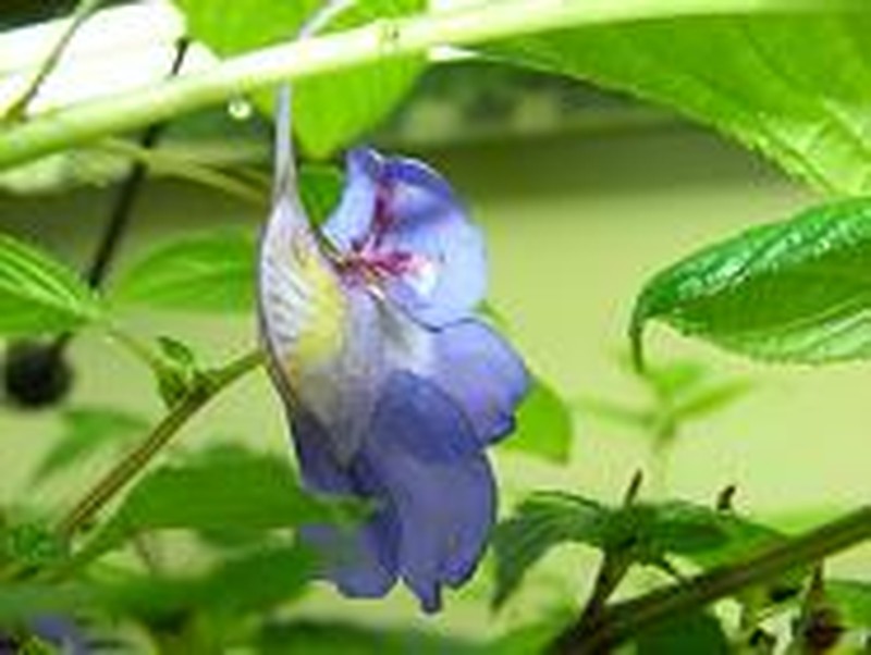 Impatiens namchabarwensis photo 2