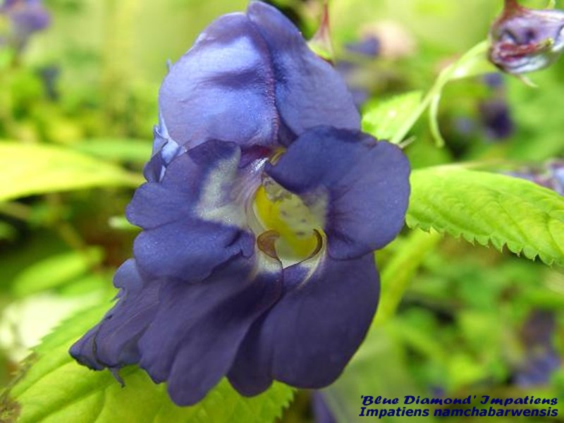 Impatiens namchabarwensis photo 3