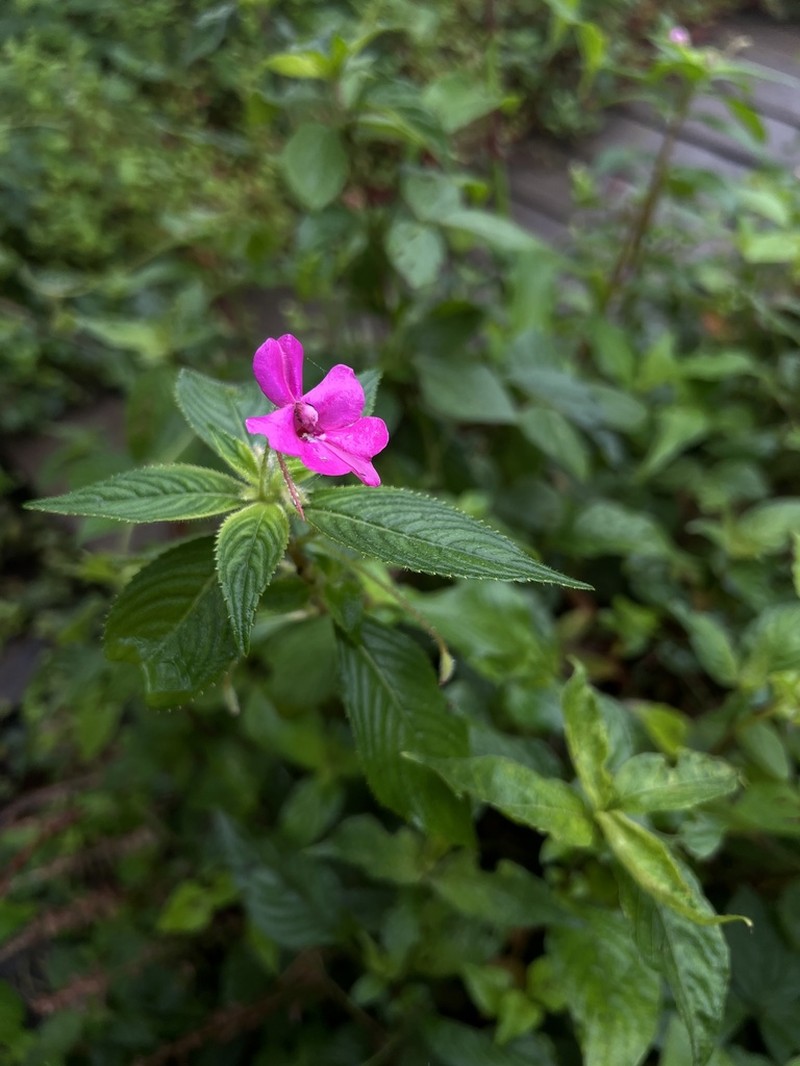 Impatiens nana