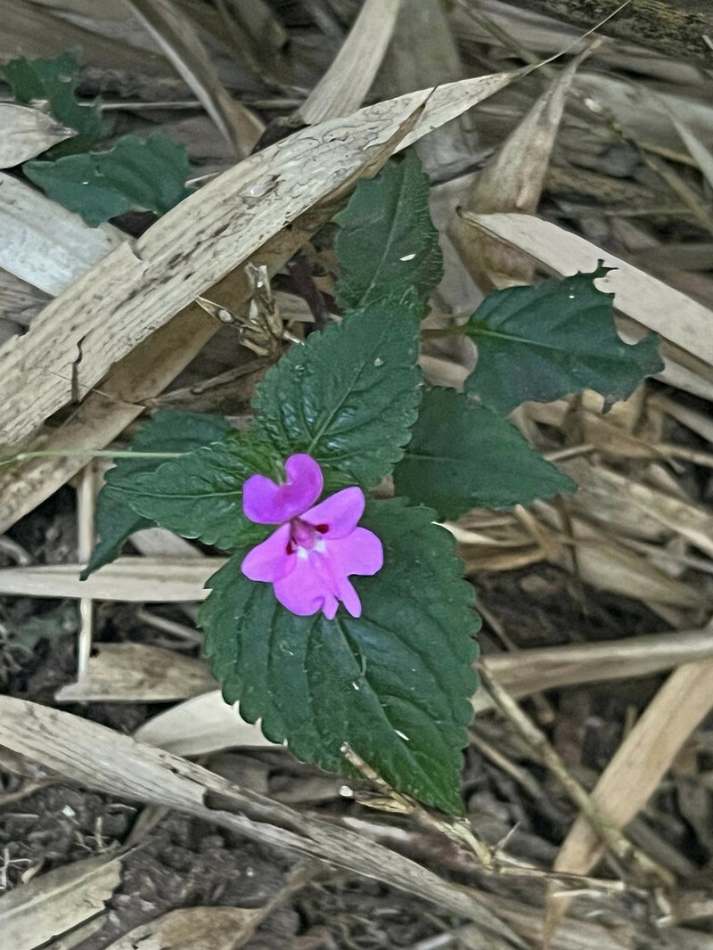Impatiens nana photo 2