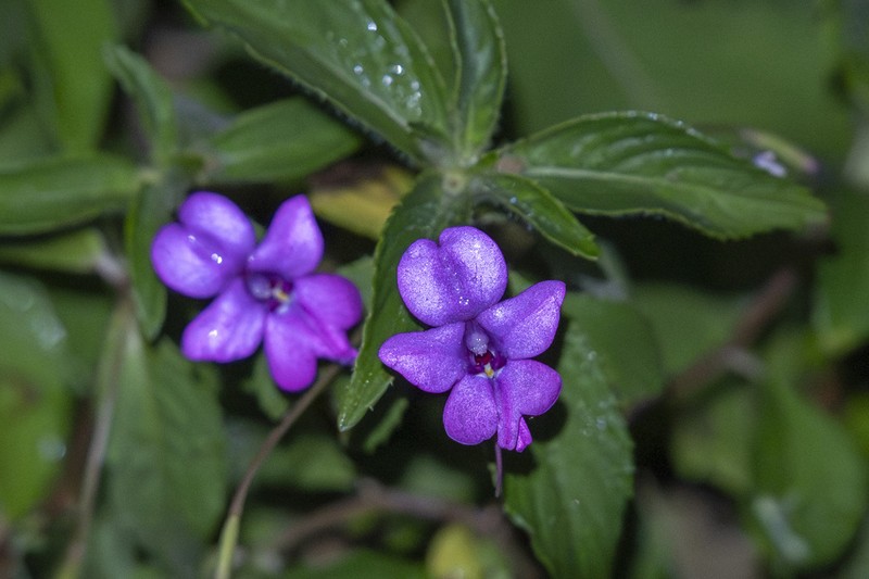 Impatiens nana photo 3