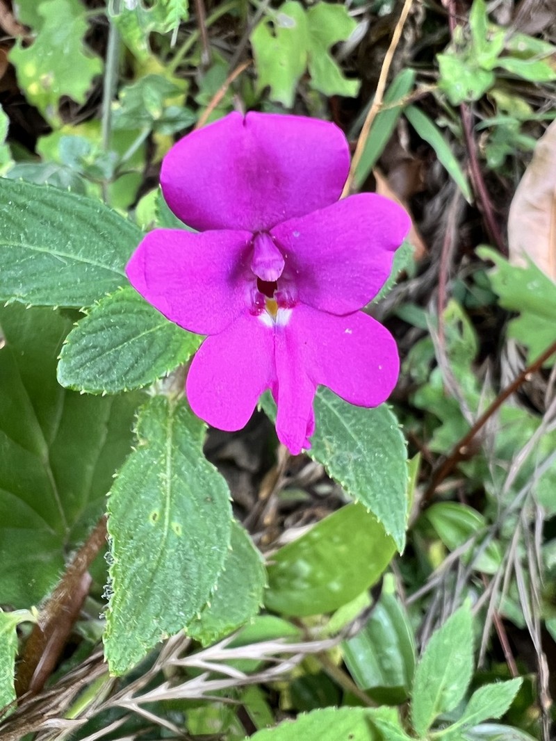 Impatiens nana photo 4