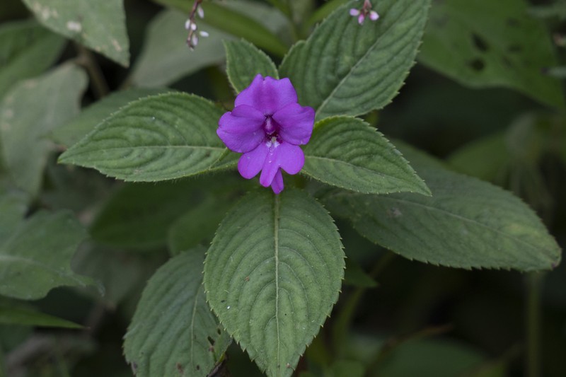 Impatiens nana photo 5
