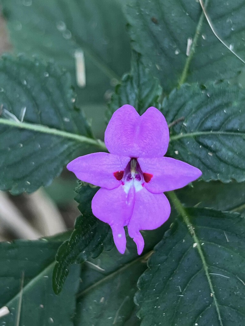 Impatiens nana photo 6