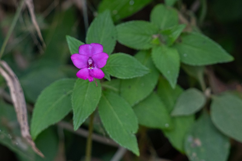 Impatiens nana photo 7
