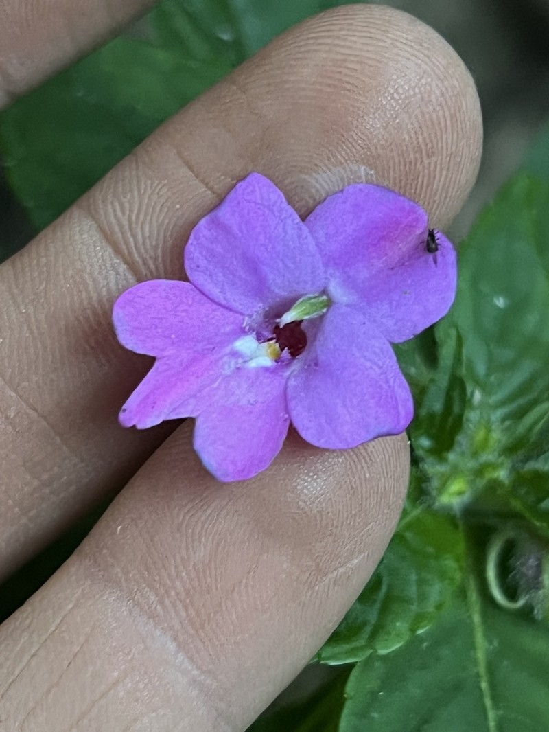 Impatiens nana photo 8