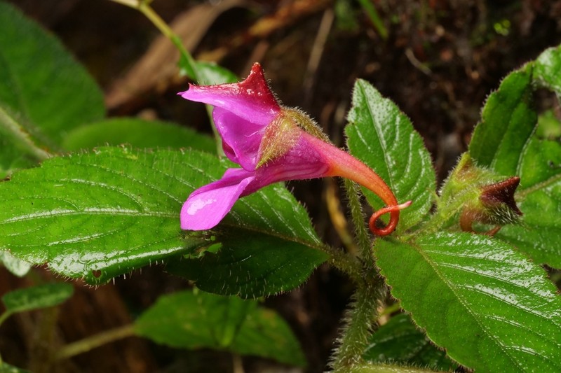 Impatiens napoensis