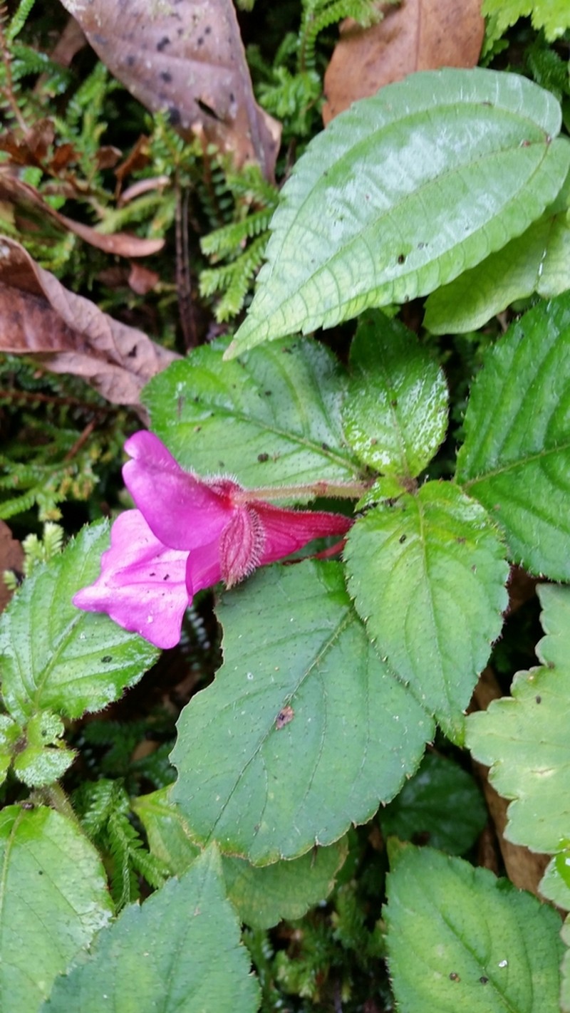 Impatiens napoensis photo 2