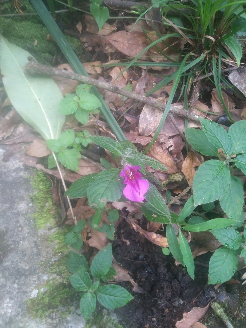 Impatiens napoensis photo 3