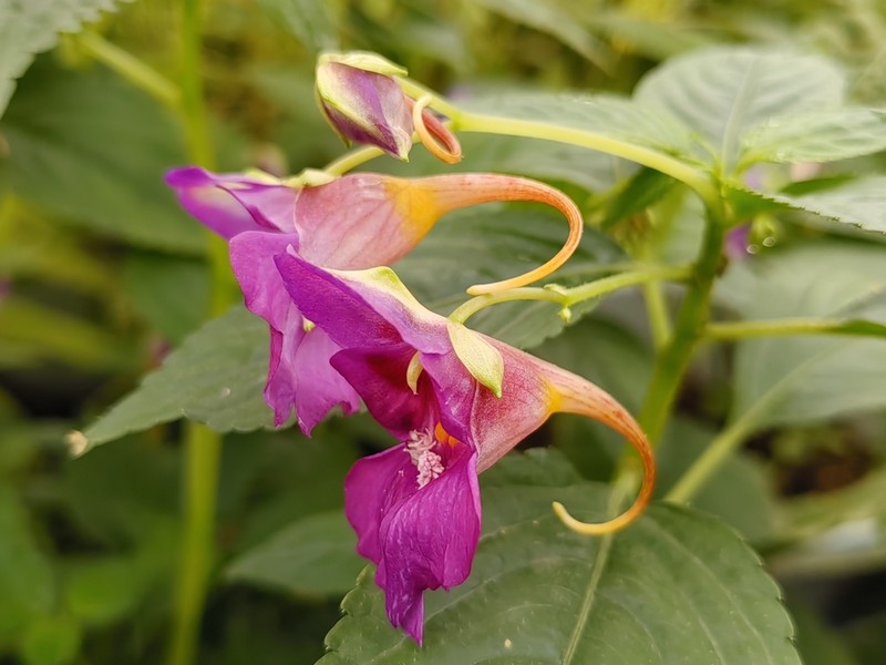 Impatiens napoensis photo 4