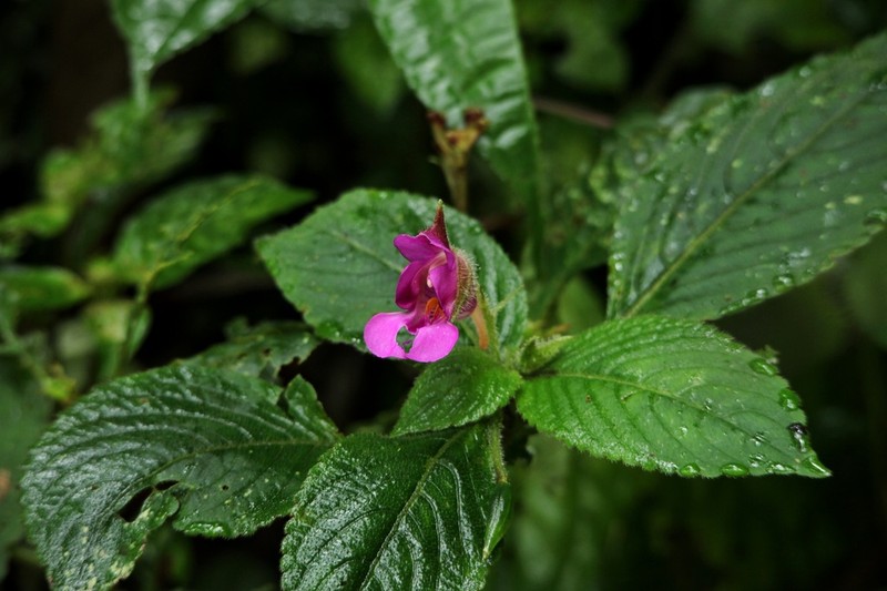 Impatiens napoensis photo 5