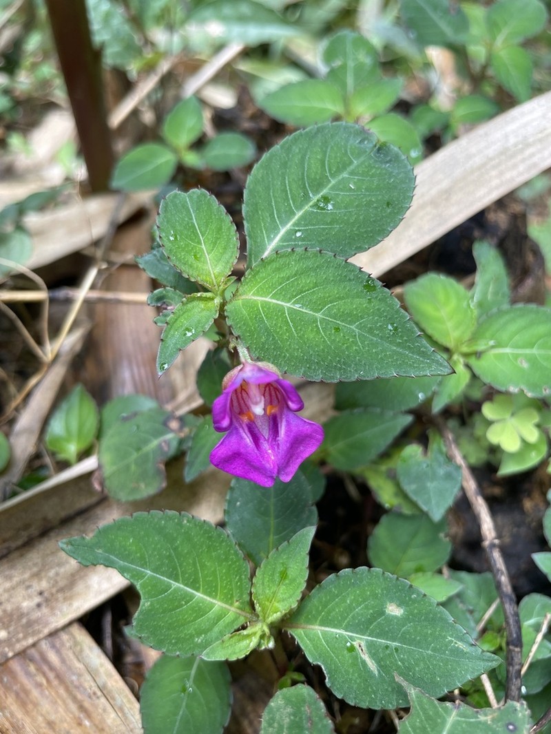 Impatiens napoensis photo 6